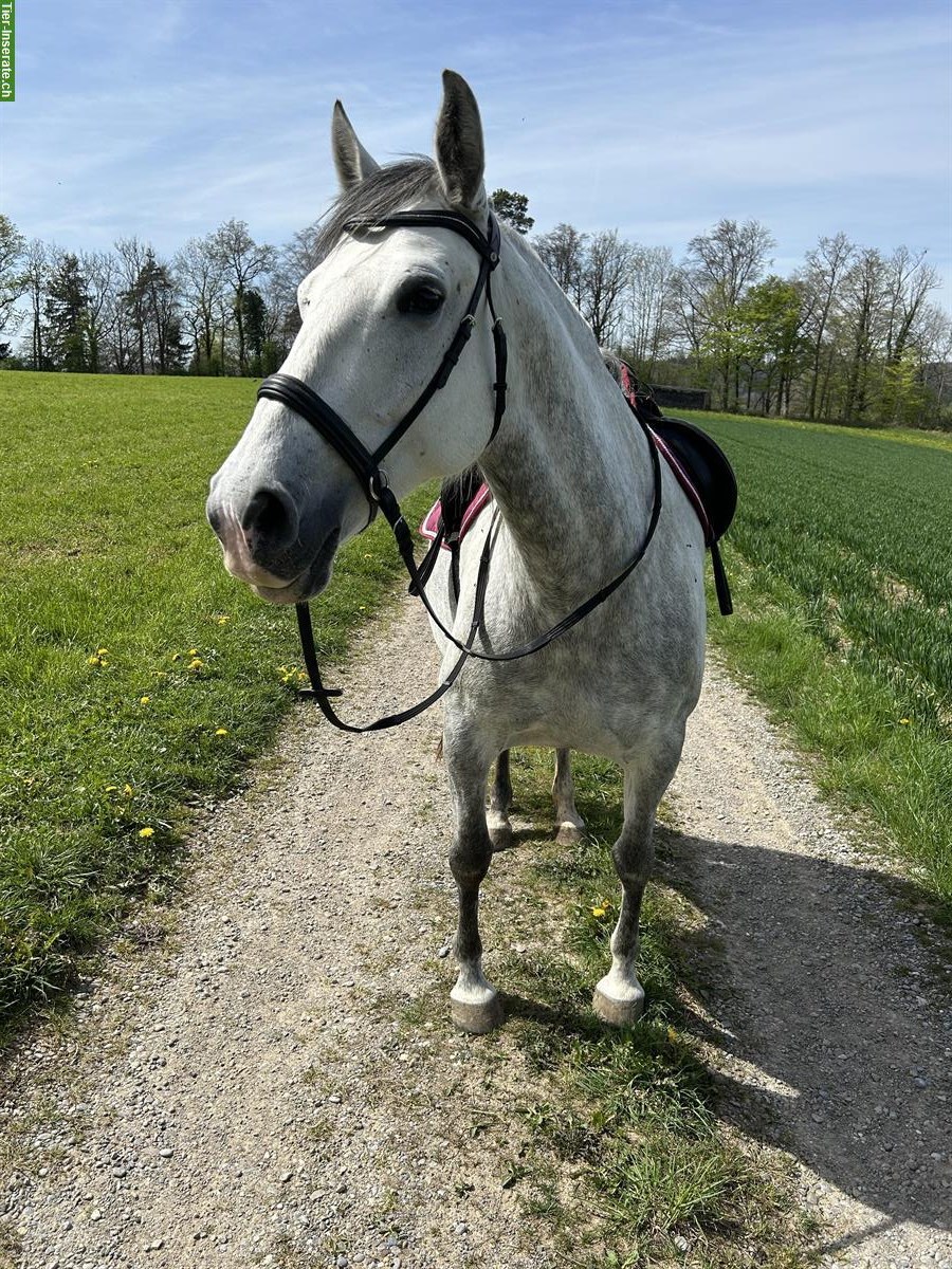 Lipizzaner Stute, 9-jährig, top Charakter