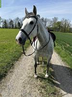 Lipizzaner Stute, 9-jährig, top Charakter