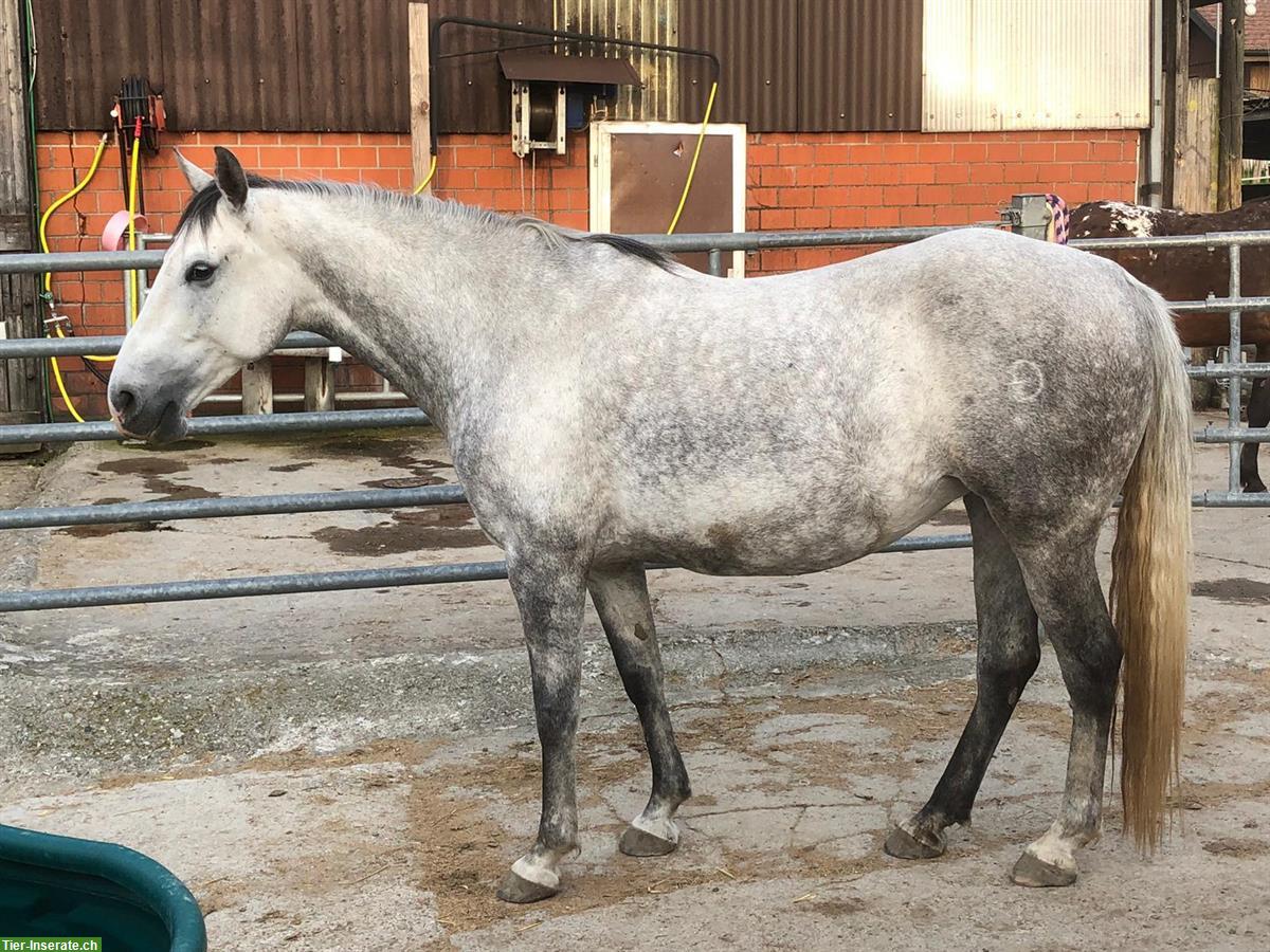Bild 2: Lipizzaner Stute, 9-jährig, top Charakter