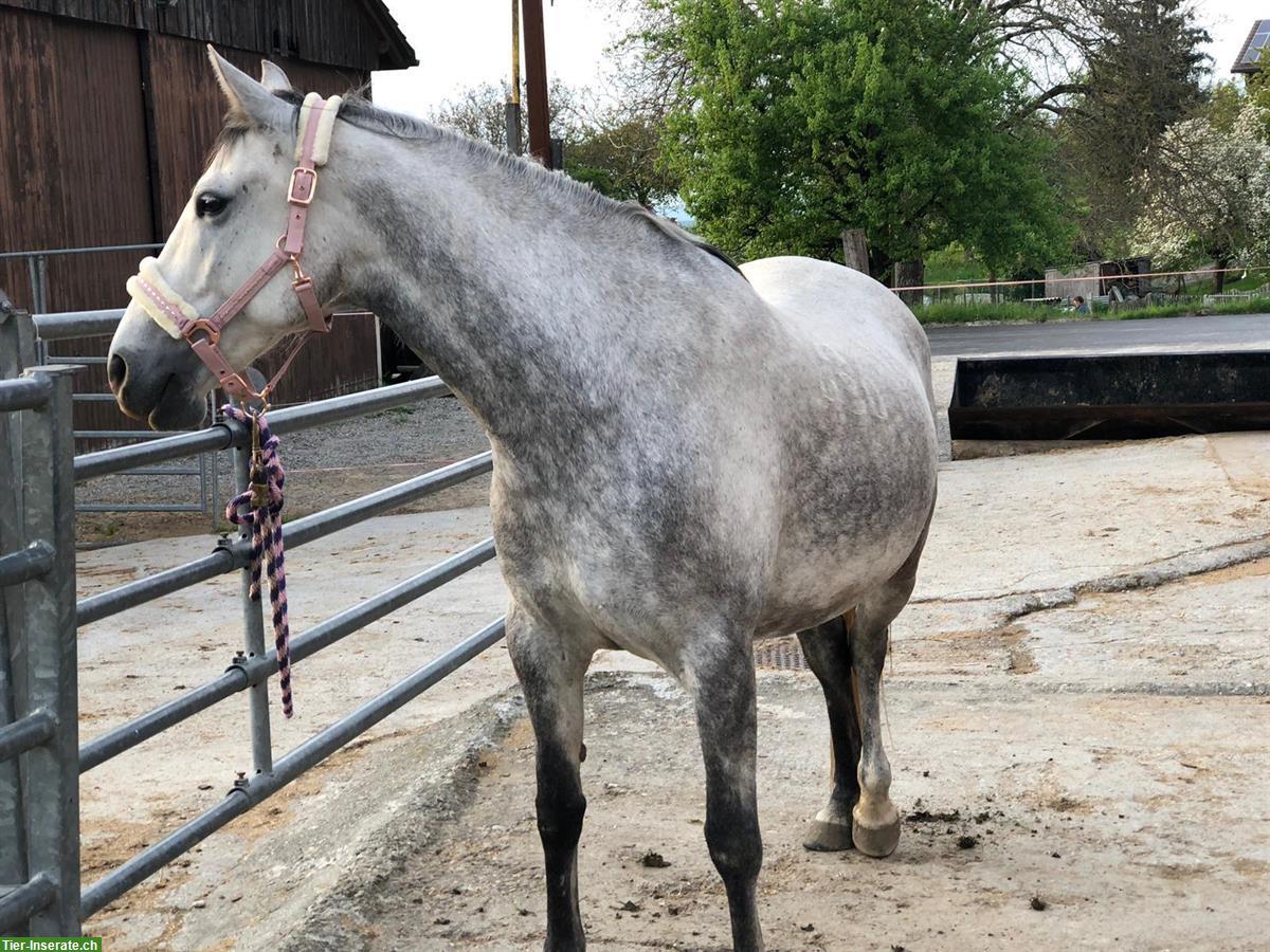 Bild 3: Lipizzaner Stute, 9-jährig, top Charakter