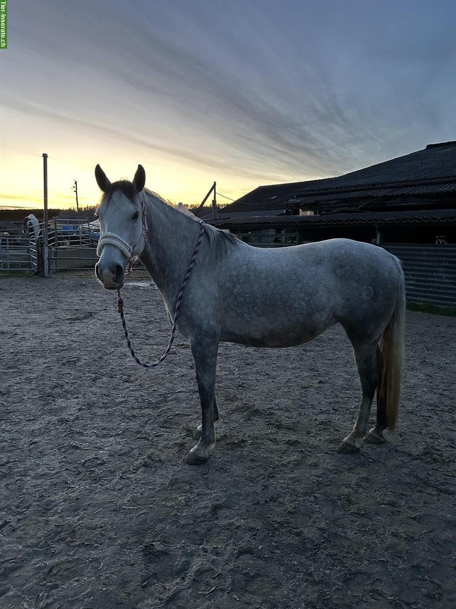 Bild 5: Lipizzaner Stute, 9-jährig, top Charakter