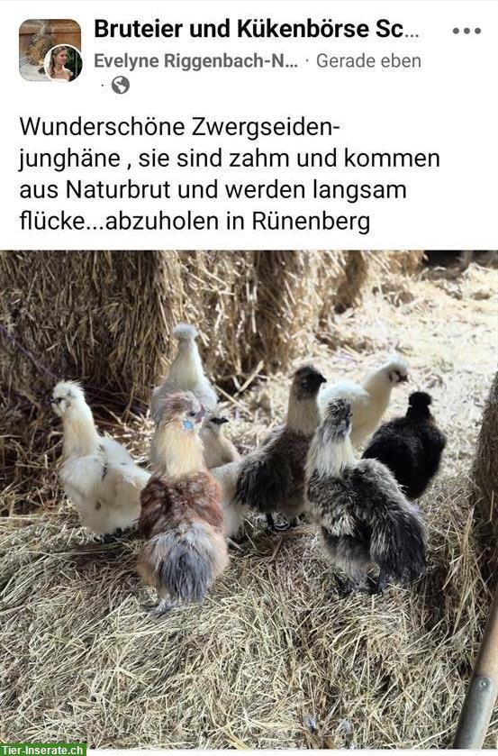 Zahme Zwergseidenhuhn Junghähne GRATIS abzugeben
