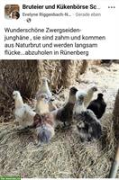 Zahme Zwergseidenhuhn Junghähne GRATIS abzugeben