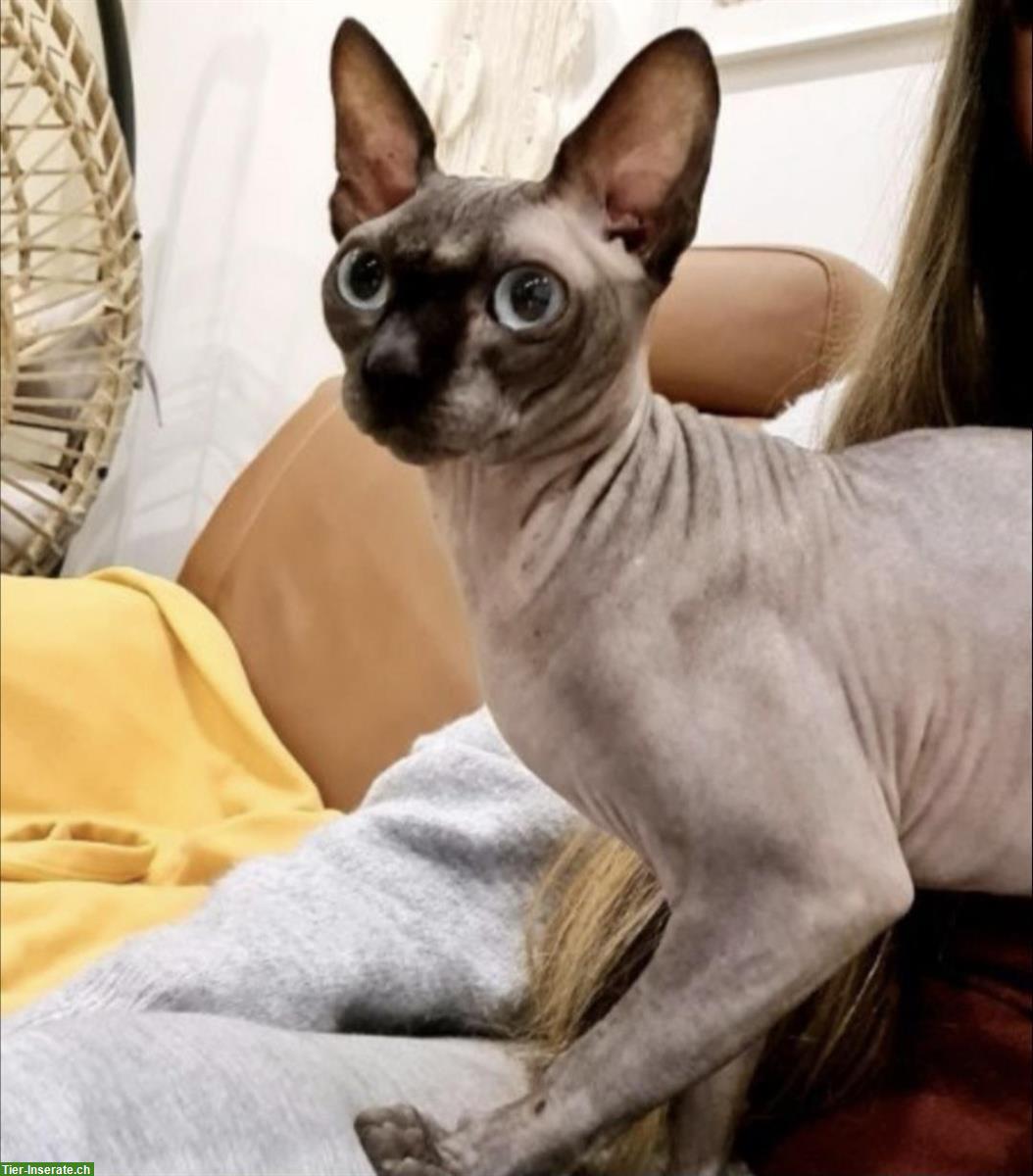 Kanadische Sphynx Deckkater