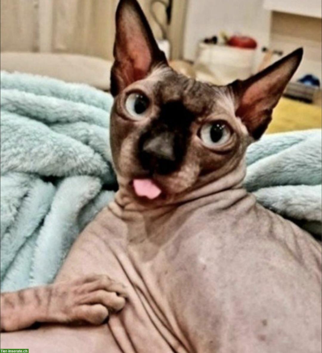 Bild 2: Kanadische Sphynx Deckkater