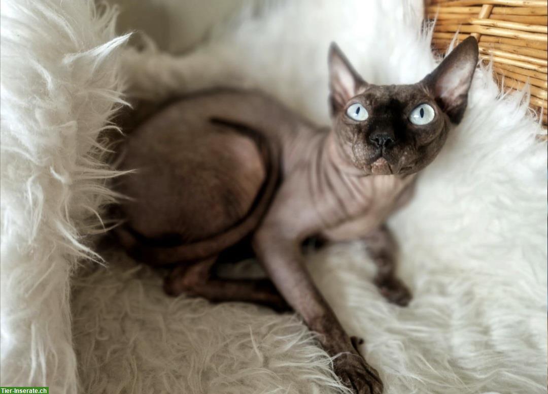 Bild 3: Kanadische Sphynx Deckkater