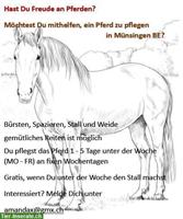 🐴 Pferd mitpflegen - Reitbeteiligung in Münsingen BE