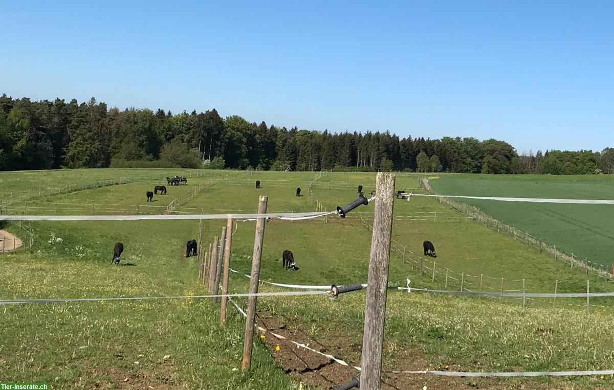 Bild 10: 🐴 Pferdehaltung mit Herz – Einstellplätze  auf familiärem Hof 🐴