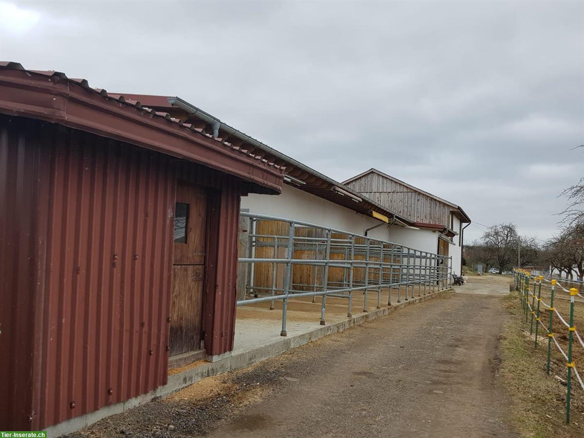 Bild 2: 🐴 Pferdehaltung mit Herz – Einstellplätze  auf familiärem Hof 🐴
