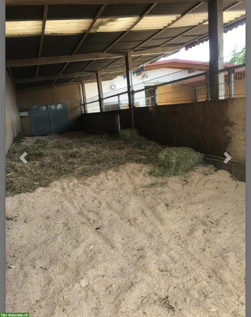 Bild 5: 🐴 Pferdehaltung mit Herz – Einstellplätze  auf familiärem Hof 🐴