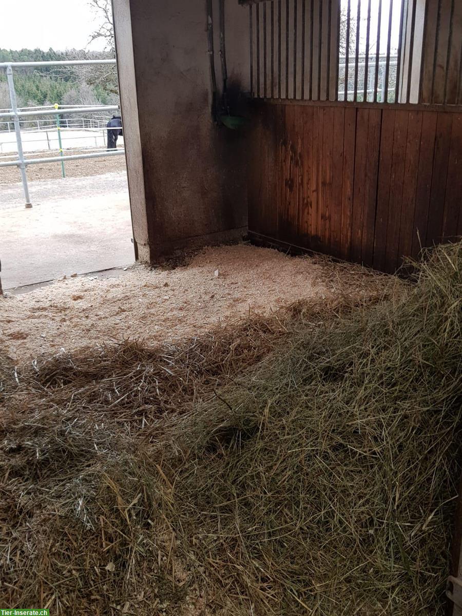 Bild 6: 🐴 Pferdehaltung mit Herz – Einstellplätze  auf familiärem Hof 🐴