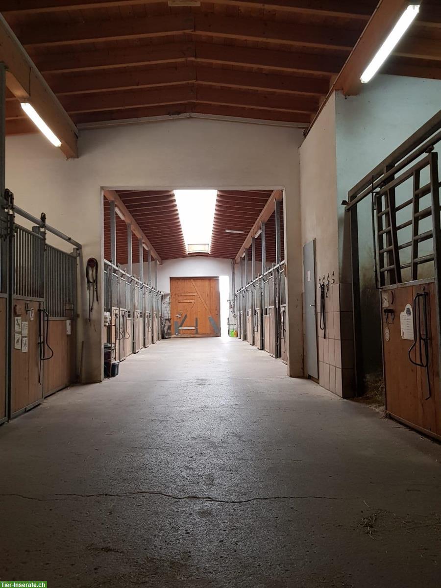 Bild 7: 🐴 Pferdehaltung mit Herz – Einstellplätze  auf familiärem Hof 🐴