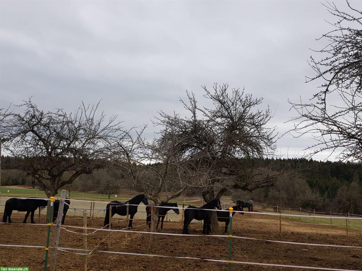 Bild 8: 🐴 Pferdehaltung mit Herz – Einstellplätze  auf familiärem Hof 🐴