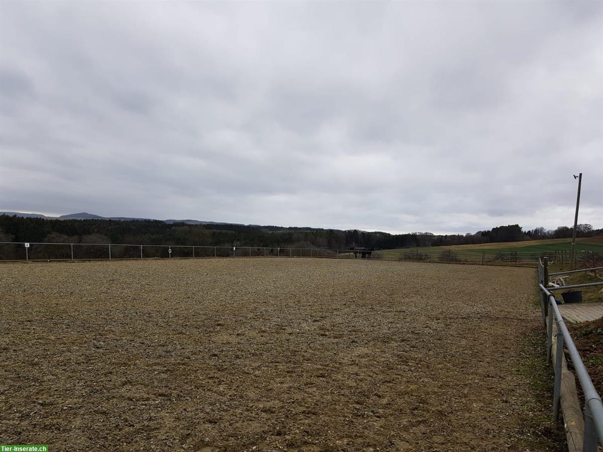 Bild 9: 🐴 Pferdehaltung mit Herz – Einstellplätze  auf familiärem Hof 🐴