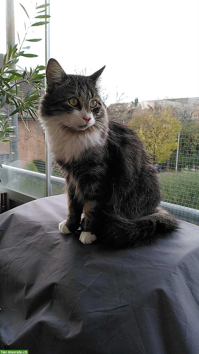 Langhaar-Bauernhofkatze, Schmusekater sucht dich
