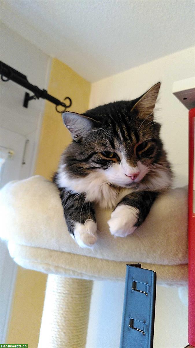 Bild 2: Langhaar-Bauernhofkatze, Schmusekater sucht dich