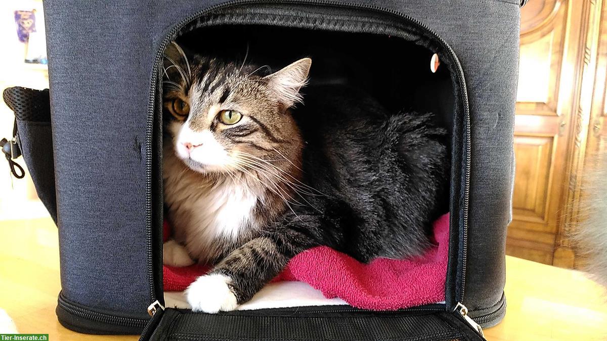 Bild 3: Langhaar-Bauernhofkatze, Schmusekater sucht dich