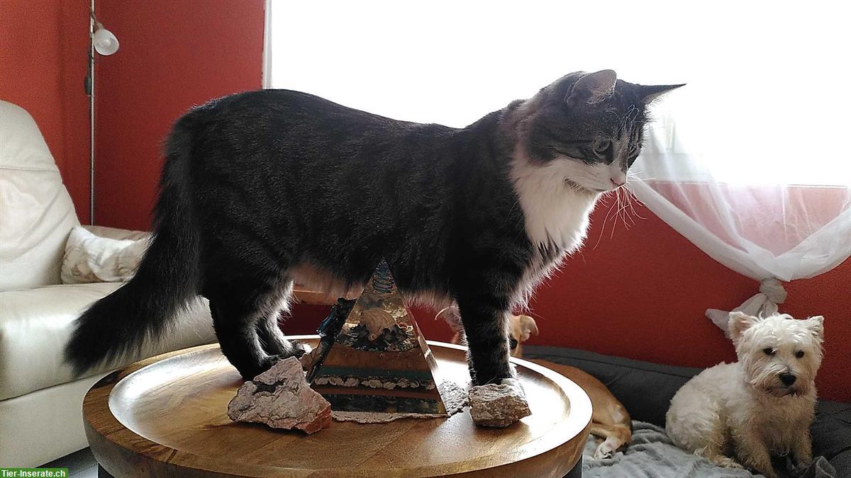 Bild 4: Langhaar-Bauernhofkatze, Schmusekater sucht dich