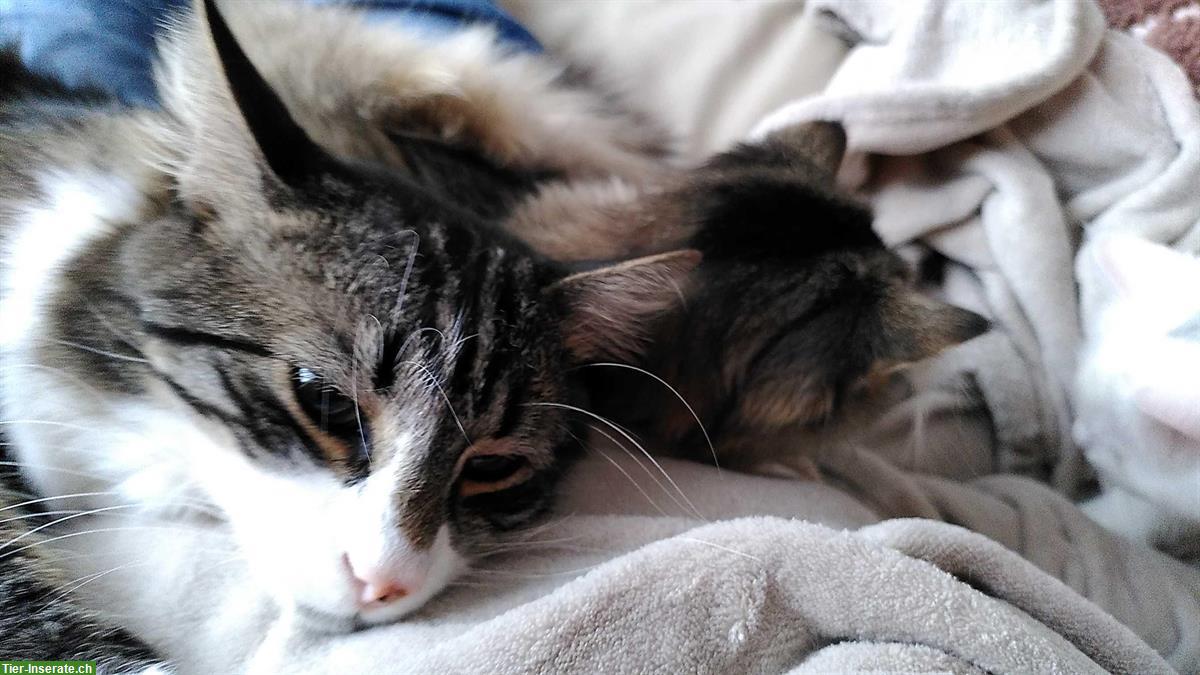 Bild 5: Langhaar-Bauernhofkatze, Schmusekater sucht dich