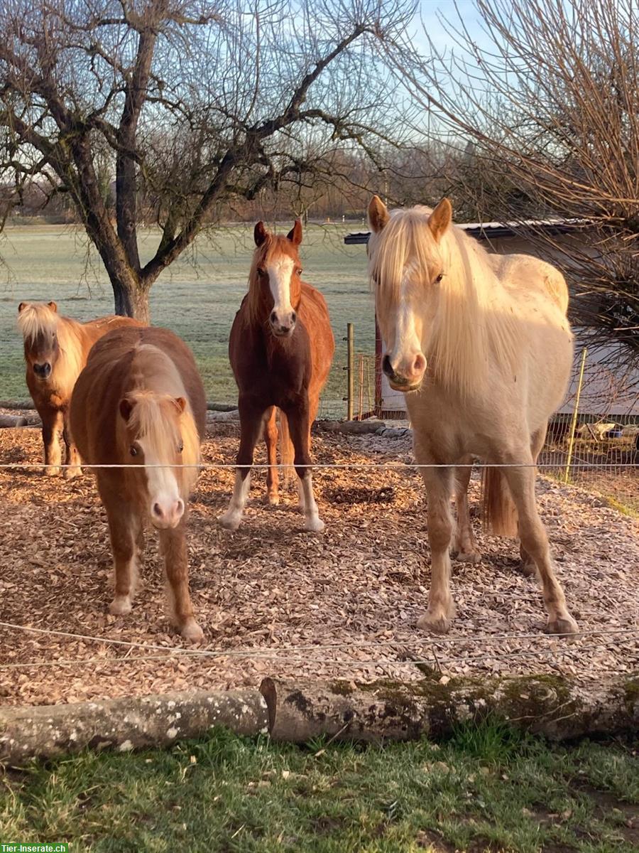 Unterstützung beim Beschäftigen meiner Ponys, Schönenberg TG