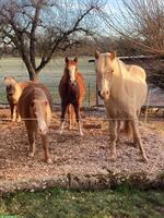 Unterstützung beim Beschäftigen meiner Ponys, Schönenberg TG