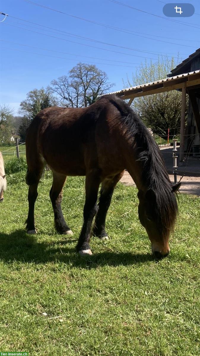 Bild 2: Unterstützung beim Beschäftigen meiner Ponys, Schönenberg TG