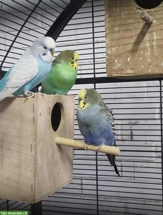 Bild 2: Stall/Schopf mit Auslauf für Tiere gesucht, Altbüron LU