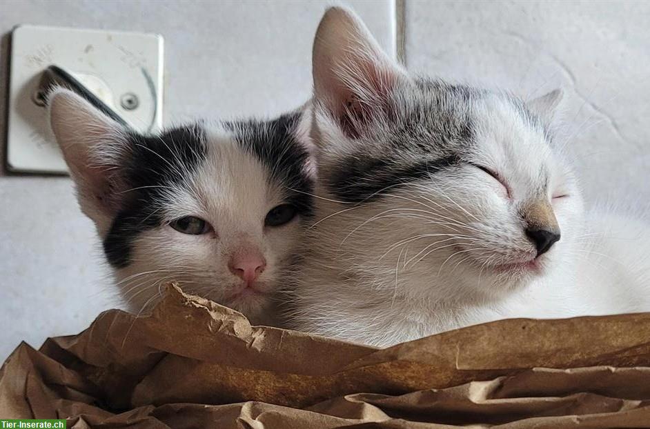 Junge Bauernhof Kätzchen, an Kinder und Hunde gewöhnt