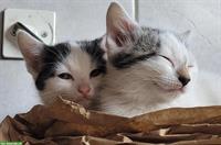 Junge Bauernhof Kätzchen, an Kinder und Hunde gewöhnt