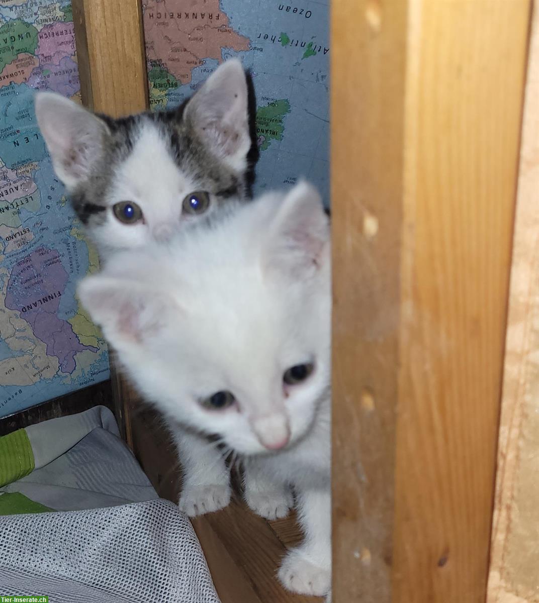 Bild 2: Junge Bauernhof Kätzchen, an Kinder und Hunde gewöhnt