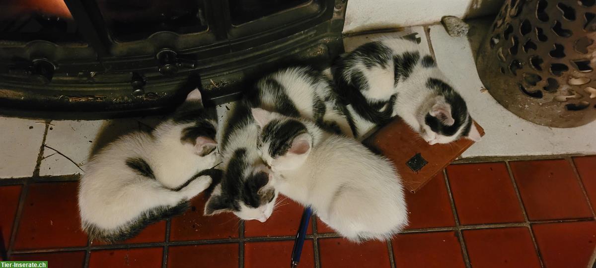 Bild 3: Junge Bauernhof Kätzchen, an Kinder und Hunde gewöhnt