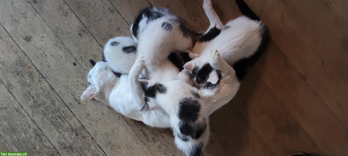 Bild 4: Junge Bauernhof Kätzchen, an Kinder und Hunde gewöhnt