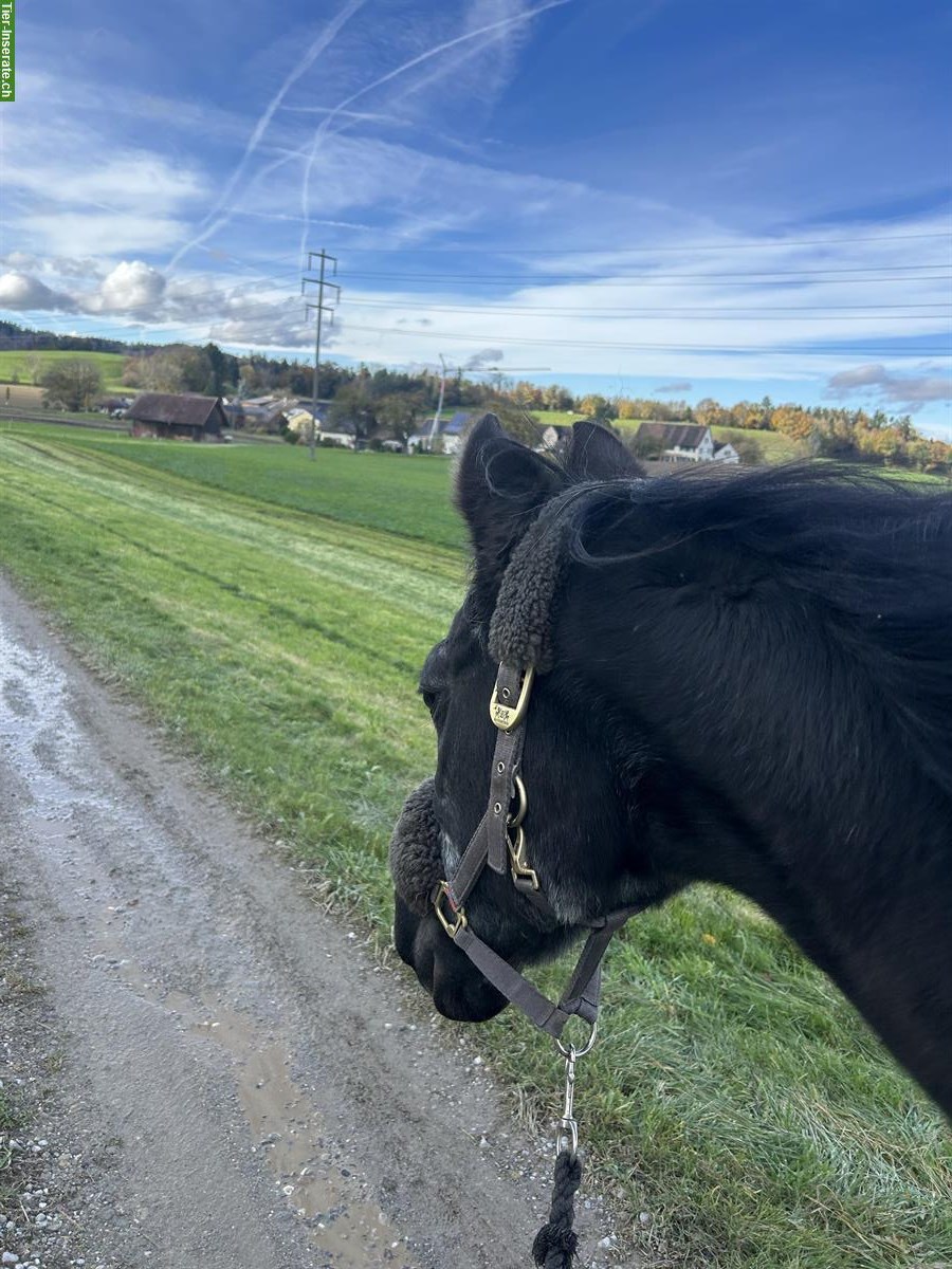 28-jähriger Vollblutaraber sucht Spaziergänger:in / Spazierbeteiligung