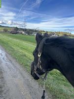 28-jähriger Vollblutaraber sucht Spaziergänger:in / Spazierbeteiligung