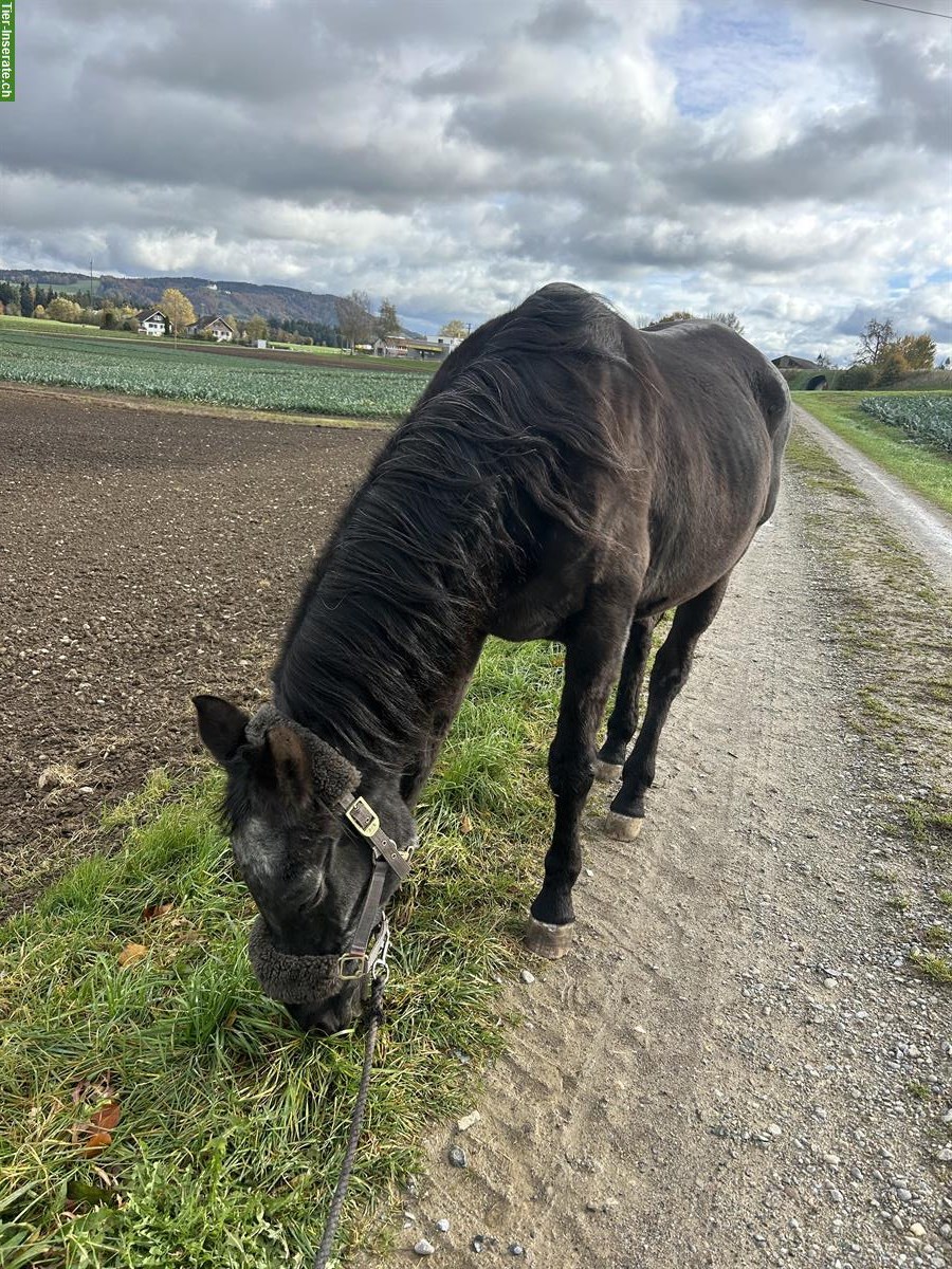 Bild 2: 28-jähriger Vollblutaraber sucht Spaziergänger:in / Spazierbeteiligung
