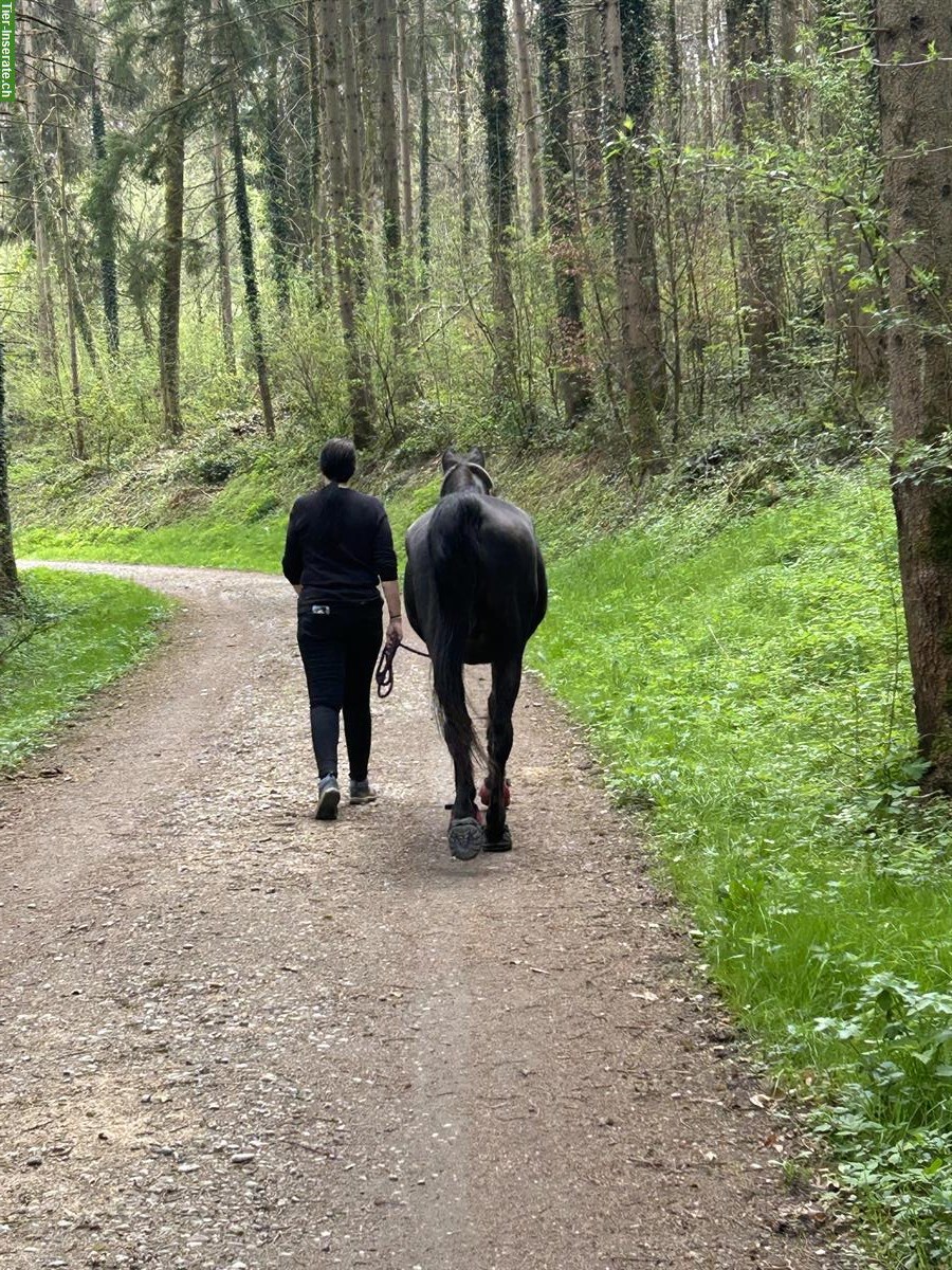 Bild 3: 28-jähriger Vollblutaraber sucht Spaziergänger:in / Spazierbeteiligung