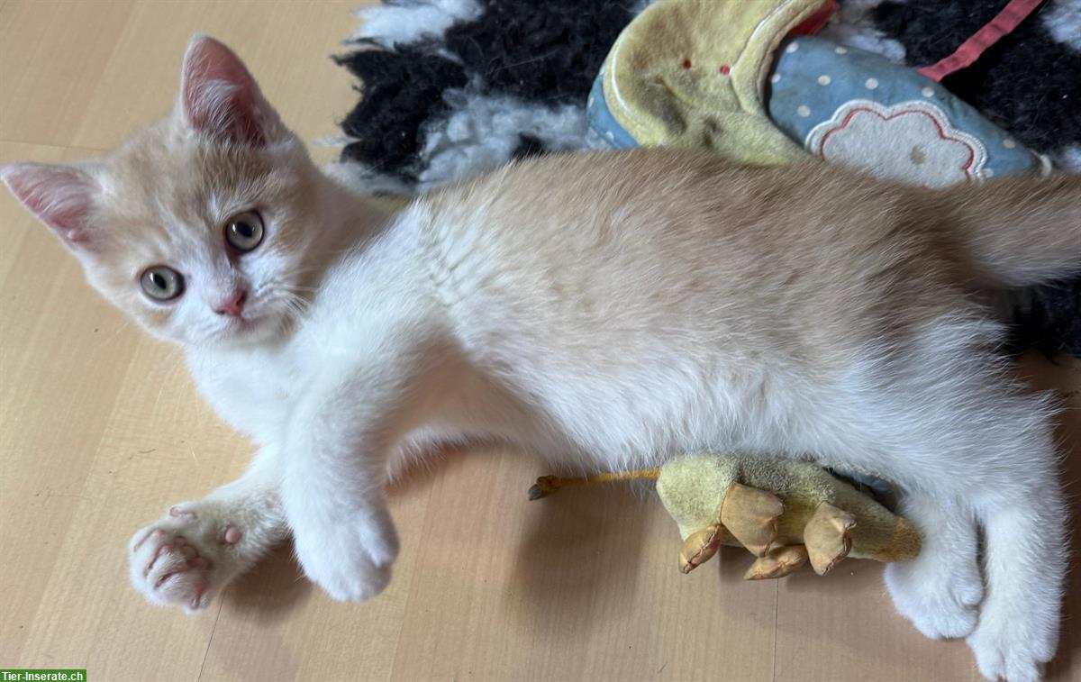 Britisch Kurzhaar Kater Cream-White, sehr anhänglich