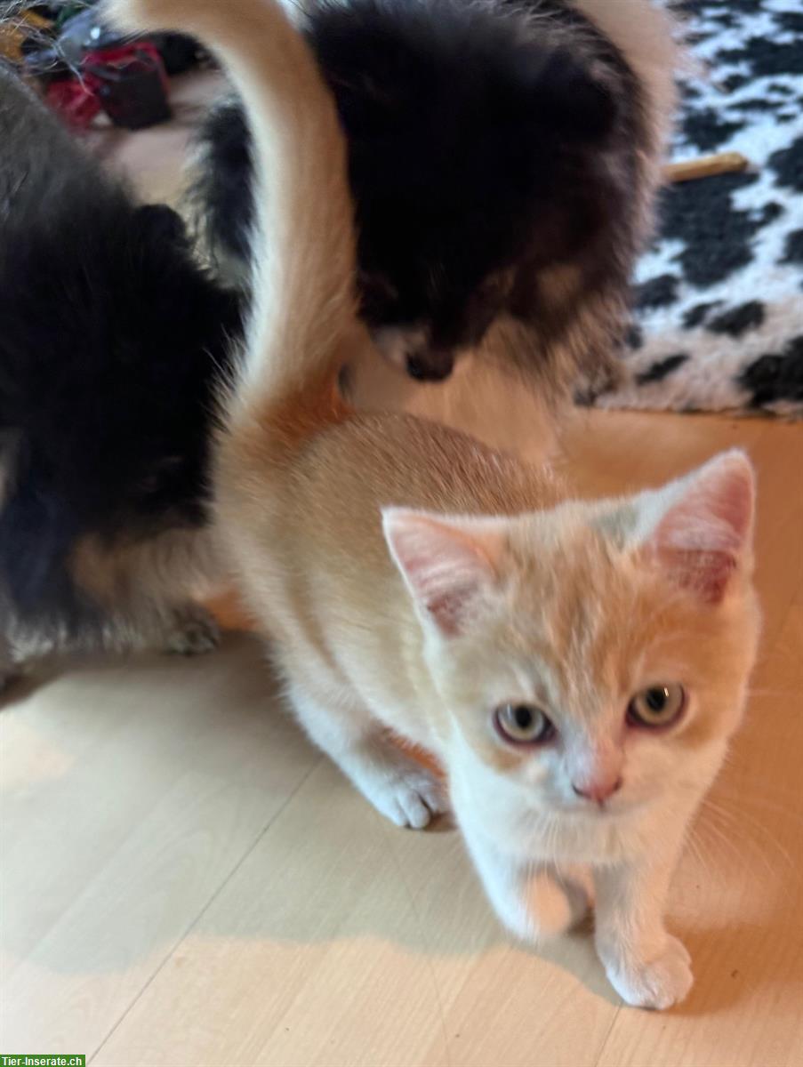 Bild 2: Britisch Kurzhaar Kater Cream-White, sehr anhänglich