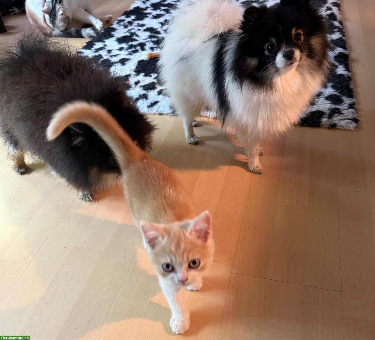 Bild 3: Britisch Kurzhaar Kater Cream-White, sehr anhänglich