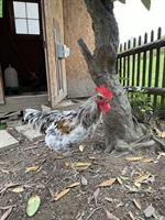 GRATIS: Junger Silverudds-Mix-Hahn, zahm