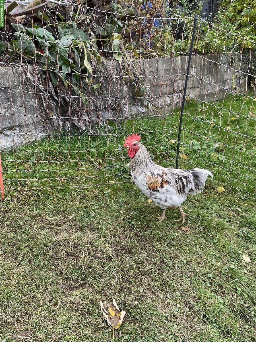 Bild 2: GRATIS: Junger Silverudds-Mix-Hahn, zahm