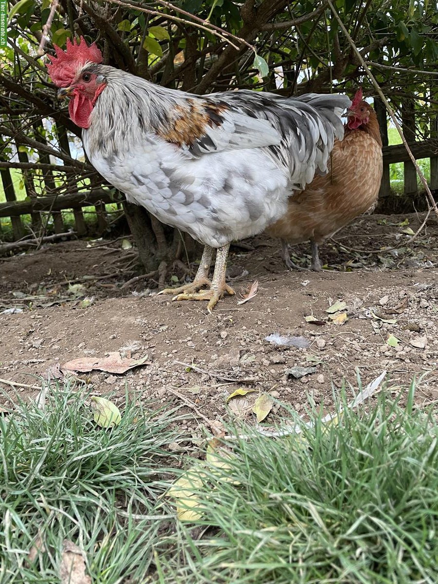 Bild 3: GRATIS: Junger Silverudds-Mix-Hahn, zahm