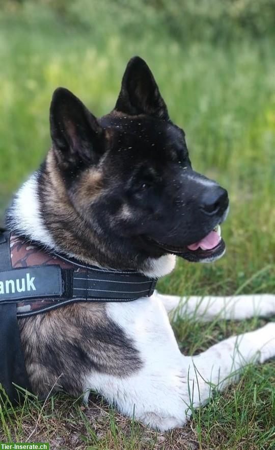 American Akita Rüde, kinderlieb, für erfahrenes Zuhause