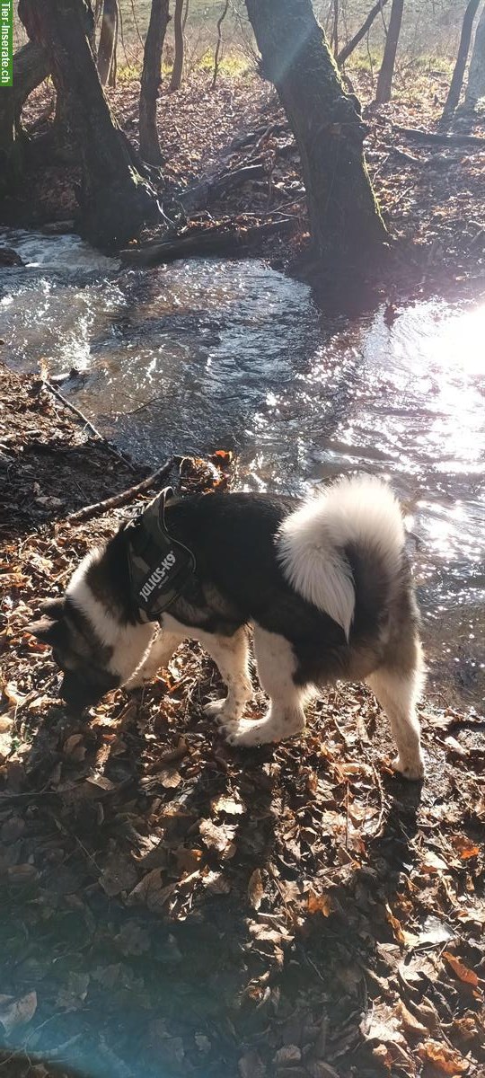 Bild 2: American Akita Rüde, kinderlieb, für erfahrenes Zuhause