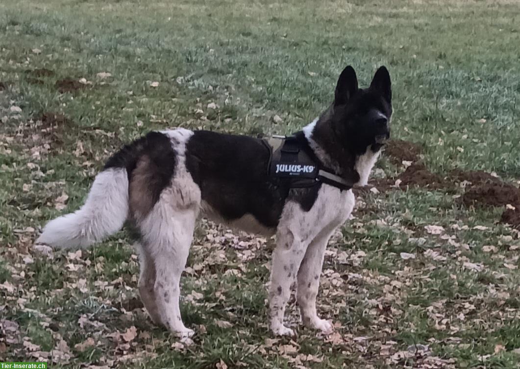 Bild 3: American Akita Rüde, kinderlieb, für erfahrenes Zuhause