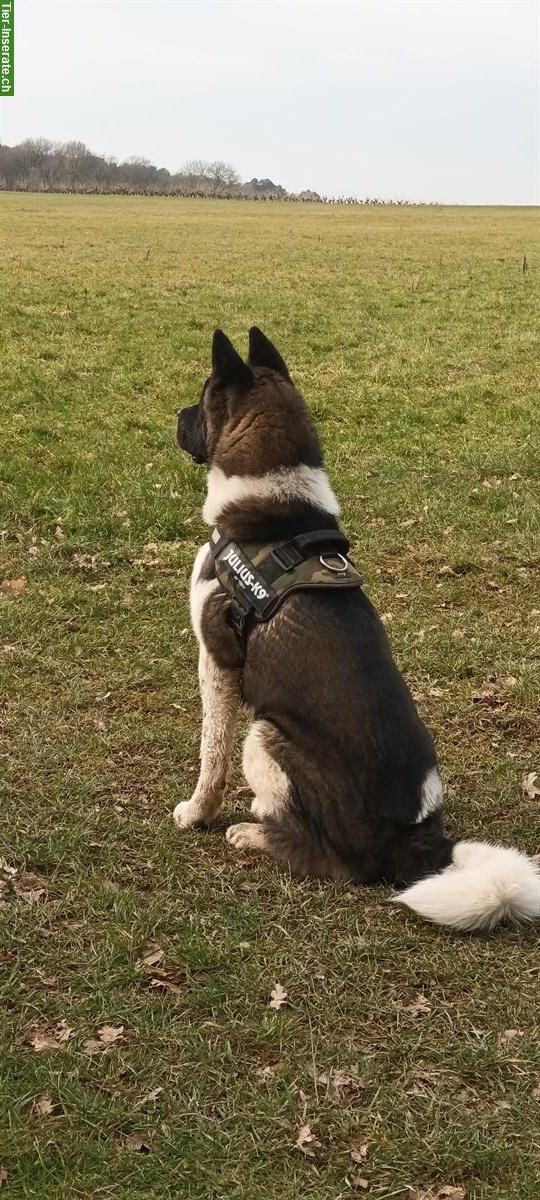 Bild 4: American Akita Rüde, kinderlieb, für erfahrenes Zuhause