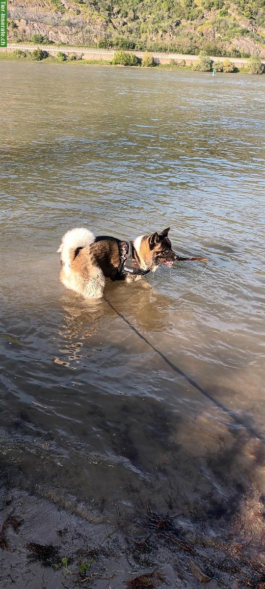 Bild 5: American Akita Rüde, kinderlieb, für erfahrenes Zuhause