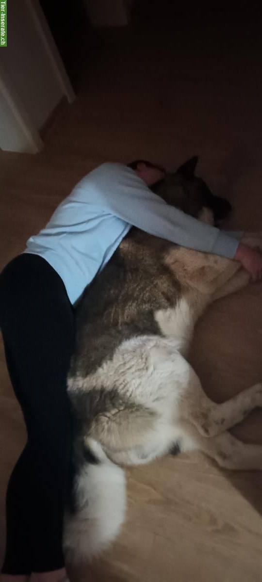 Bild 6: American Akita Rüde, kinderlieb, für erfahrenes Zuhause