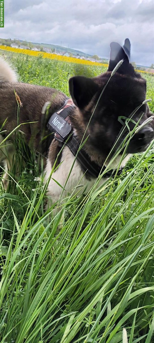 Bild 7: American Akita Rüde, kinderlieb, für erfahrenes Zuhause