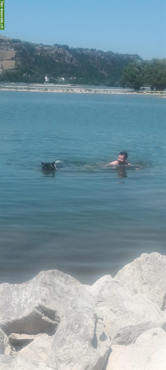 Bild 8: American Akita Rüde, kinderlieb, für erfahrenes Zuhause